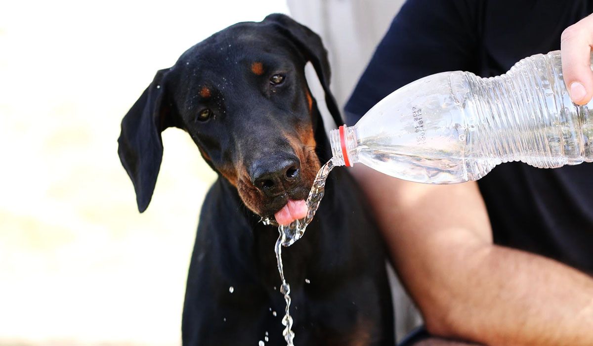 dog-drinking-water-from-bottle-appreciation-summer-hydration