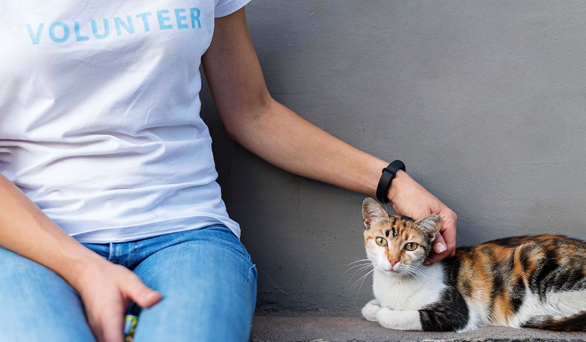 helping-homeless-cat-in-animal-shelter