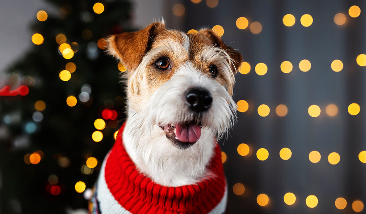 holiday-dog-red-sweater