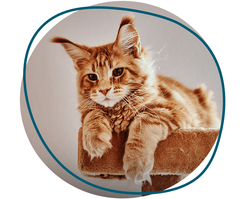 cute ginger maine coon kitten is lying