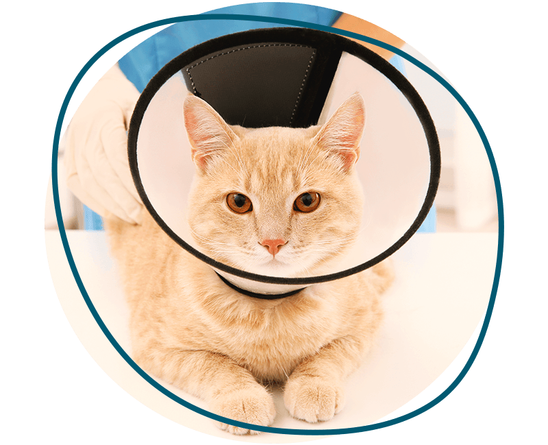 cat with cone after neuter