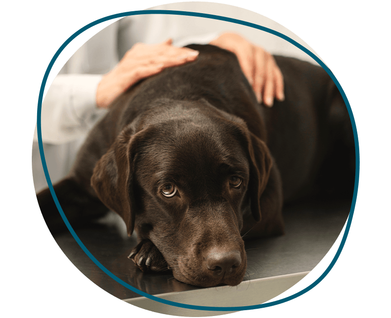 dog on surgery table