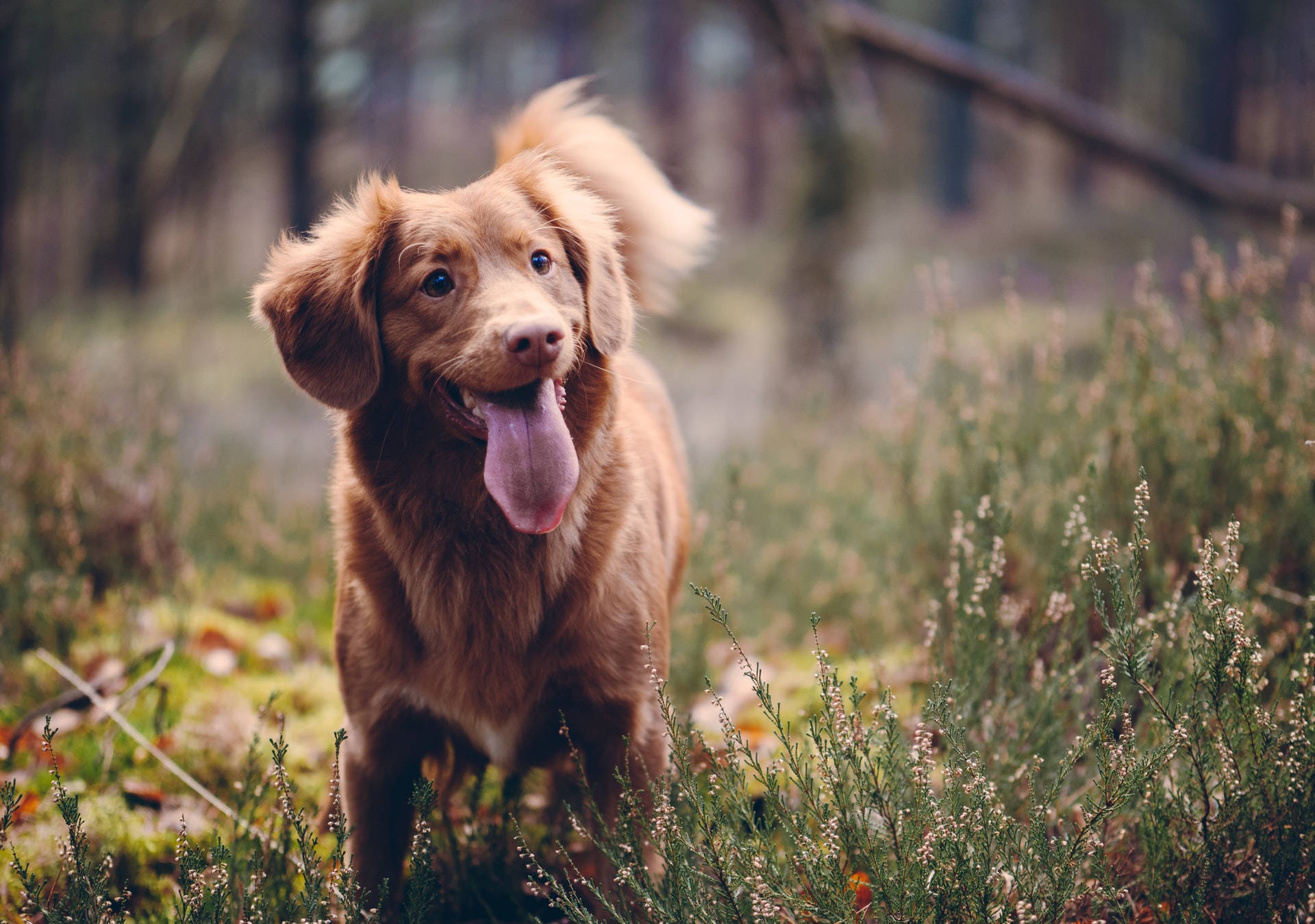Veterinarian in Woodstock, GA